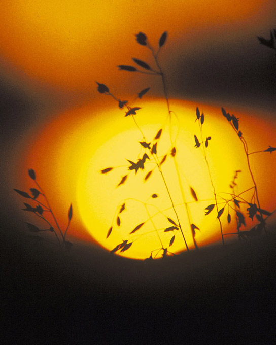 A photo shows the silhouette of a grassy plant against the sun at sunset